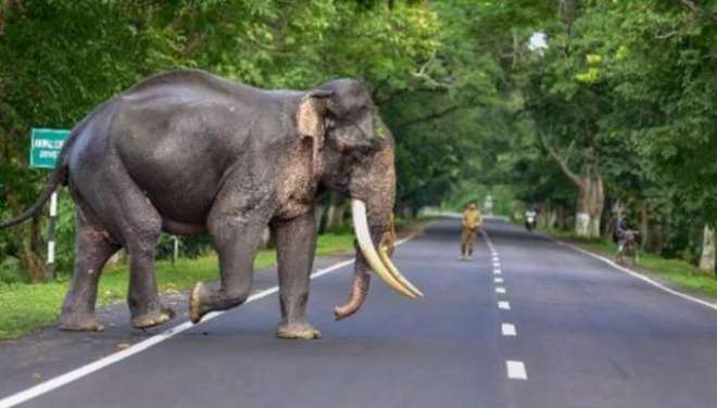 ہاتھیوں کا سری لنکن گراؤنڈ سٹاف پر حملہ، 2 افراد ہلاک