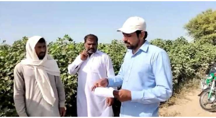 سیکرٹری زراعت جنوبی پنجاب ثاقب علی عطیل کی ہدایت پر کپاس کی دیکھ بھال اور پیداوار کو بڑھانے کے لیے محکمہ زراعت کی طرف سے نگرانی بڑھا دی گئی