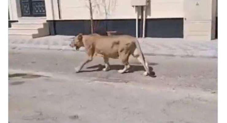 سعودی عرب میں شیر نے شہر کا رخ کرلیا‘ شہری آبادی میں گھومنے کی ویڈیو وائرل