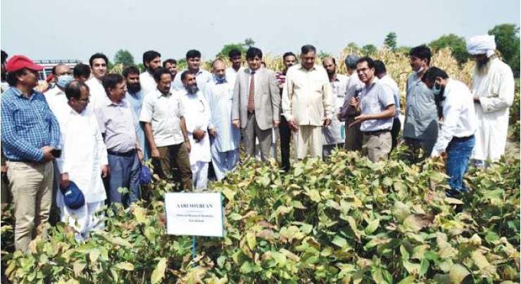 مختلف اضلاع کے کاشتکاروں نے زرعی یونیورسٹی فیصل آباد کے ایگرانومی فارم کا دورہ کیا اور بہار کے موسم میں انٹرکراپنگ سسٹم کے تحت مکئی اور سویابین کی کاشت کا جائزہ لیا