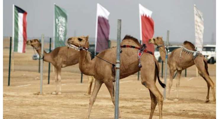 امارات کے صحراؤں میں تفریحی پارٹیاں سینکڑوں اونٹوں، بھیڑوں کی موت کا باعث بننے لگیں