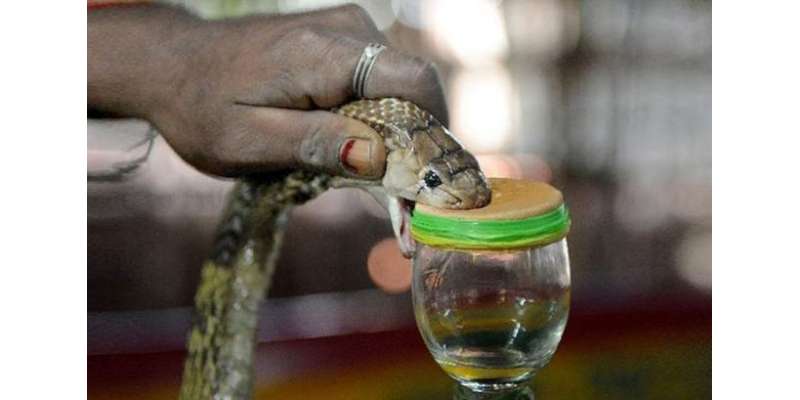 دنیا بھر میں سانپ کے زہر کی فروخت بڑھ گئی،قیمت لاکھوں میں