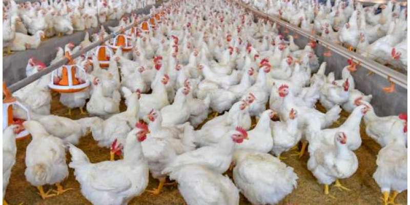 ملک میں مرغی کے گوشت کی قیمت تاریخ کی بلند ترین سطح پر پہنچ گئی