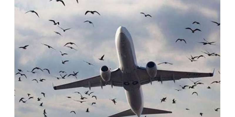 لاہور: ماہ اکتوبر میں طیاروں سے پرندوں کے ٹکرانے کے 60 واقعات رونما ہوئے