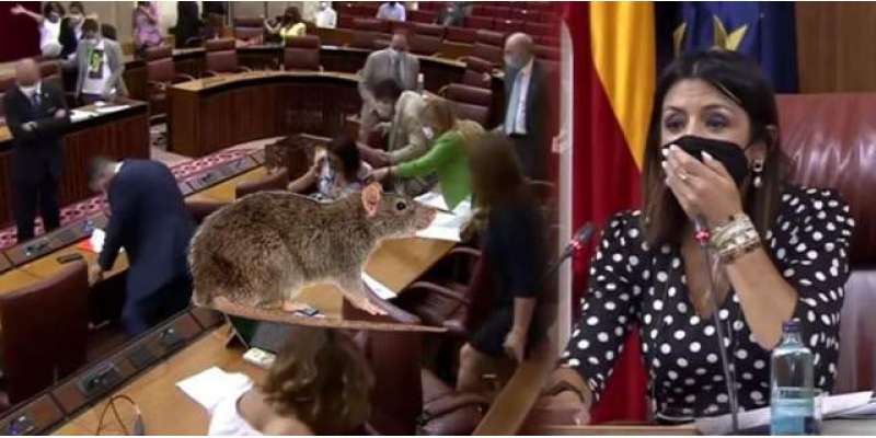سپین کی پارلیمنٹ کی کارروائی ایک چوہے کی وجہ سے تعطل کا شکار ،اراکین ..