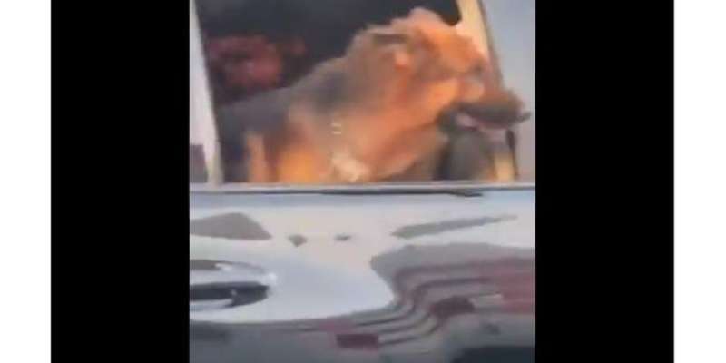 گورنر ہاؤس کی گاڑی میں پروٹوکول کے ساتھ کتے کی سیر، ویڈیو سوشل میڈیا ..
