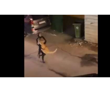 کویت میں سڑکوں پر خوف وہراس پھیلاتے شیر کی ویڈیو وائرل ہوگئی