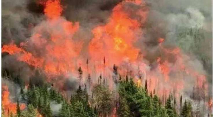 ضلع شیرانی کے جنگلات میں12روز سے لگی آگ پر قابو پا لیا گیا