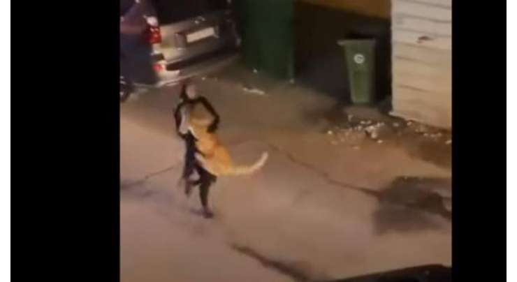 کویت میں سڑکوں پر خوف وہراس پھیلاتے شیر کی ویڈیو وائرل ہوگئی