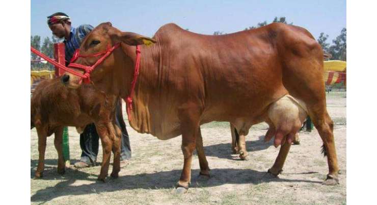 ساہیوال نسل کی گائے سب سے زیادہ دودھ دینے والے پالتو جانوروں میں پہلے نمبرپر آگئی