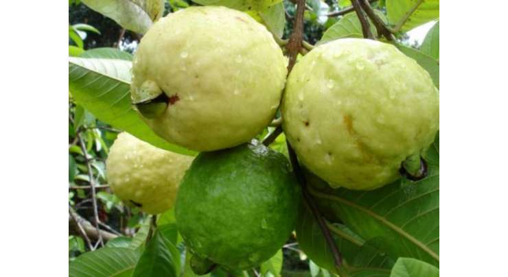 پاکستان میں امرود کا زیرکاشت رقبہ 66662 ہیکٹرز اور پیداوار495229 ٹن سے تجاوز کر گئی