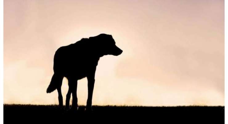 وہاڑی ، دس سے زائد خونخوار آوارہ کتوں نے سات بچے کی جان لے لی