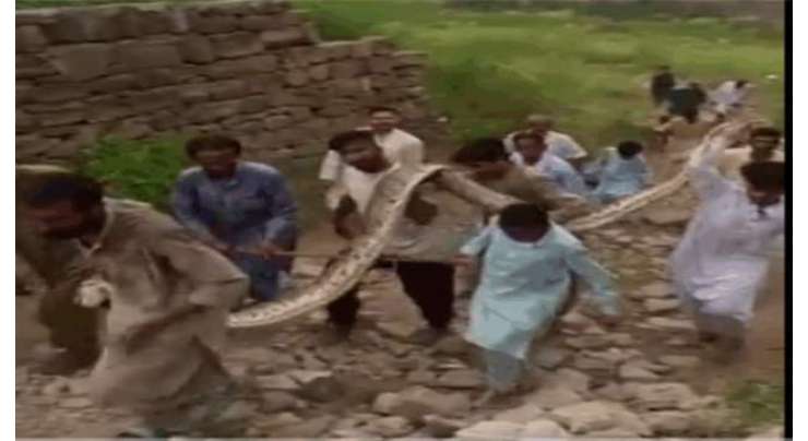 آزاد کشمیر میں دیہاتیوں نے 15 فٹ لمبا اژدھا مار ڈالا‘ ویڈیو وائرل