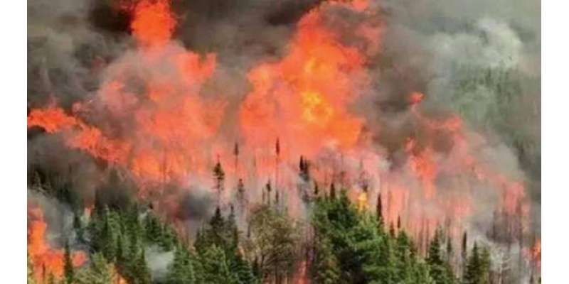 ضلع شیرانی کے جنگلات میں12روز سے لگی آگ پر قابو پا لیا گیا
