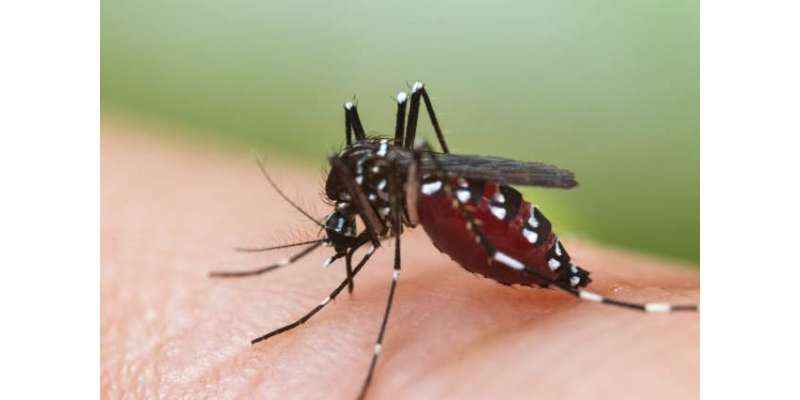 خیبرپختونخوا میں خطرناک مچھر ڈینگی کاٹنے میں کمی آنے لگی