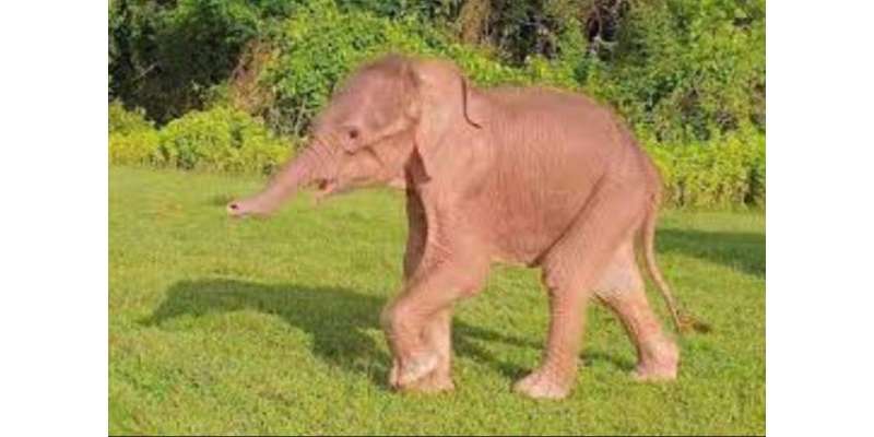 میانمار میں سفید ہاتھی کی نایاب پیدائش پر لوگ حیران