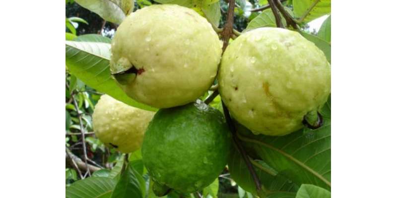 امرود کے باغبانوں کو نئے پودے لگانے کا عمل 15اپریل تک مکمل کرنے کی ہدایت