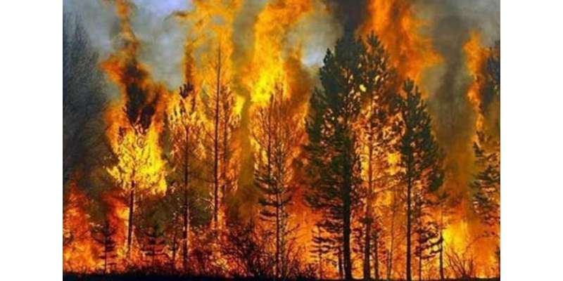 جنگلات میں آگ کے خطرے سے نمٹنے کے لیے باہمی تعاون پر پاک چین میٹنگ
