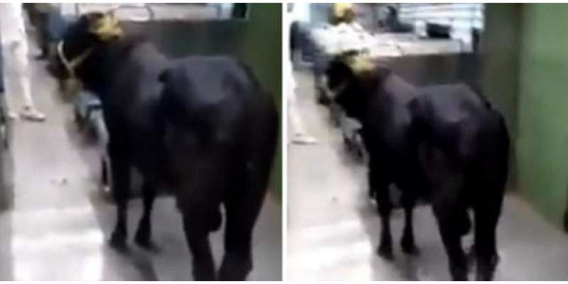 بھارت ،بیل کو ٹرین میں دیکھ کر مسافر خوفزدہ، ویڈیو وائرل