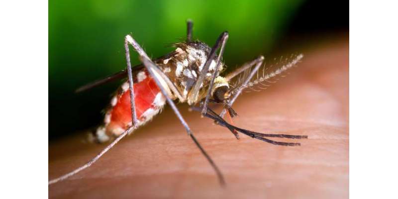 سندھ میں ملیریا اور ڈینگی وائرس سے مزید 3 افراد انتقال کرگئے