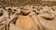 حکومت گندم خریداری سے ہاتھ کھینچ چکی، کسان کو3900 روپے فی من قیمت نہیں مِل رہی