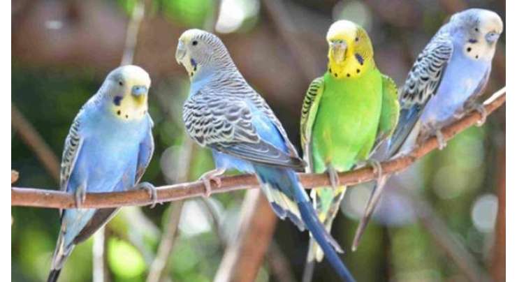 محکمہ وائلڈلائف کا غیرقانونی جنگلی جانوروں اور پرندوں کا کاروبار کرنیوالوں کو انتباہ