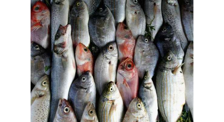 مچھلی کاگوشت زود ہضم ہونے کے ساتھ ساتھ شوگر اور دل کے امراض کے مریضوں کیلئے انتہائی مفید ہے ،محکمہ ماہی پروری