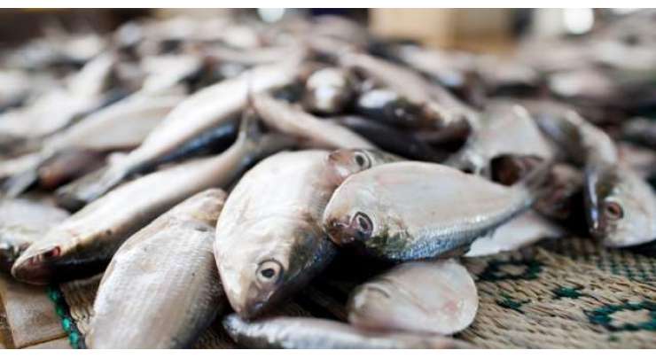 جڑانوالہ ، ملک سے مچھلیوں کی برآمدات میں 4 ماہ کے دوران 7.96 فیصد کمی