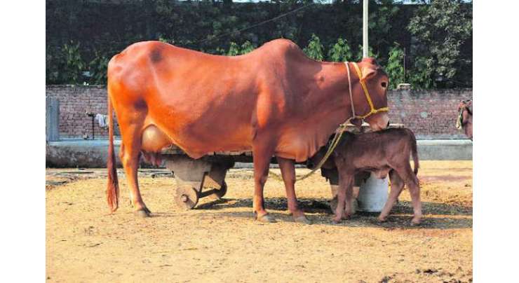 پاکستان میں موجود  ساہیوال نسل   گائے سب سے زیادہ دودھ دینے  میں پہلے نمبرپر آگئی