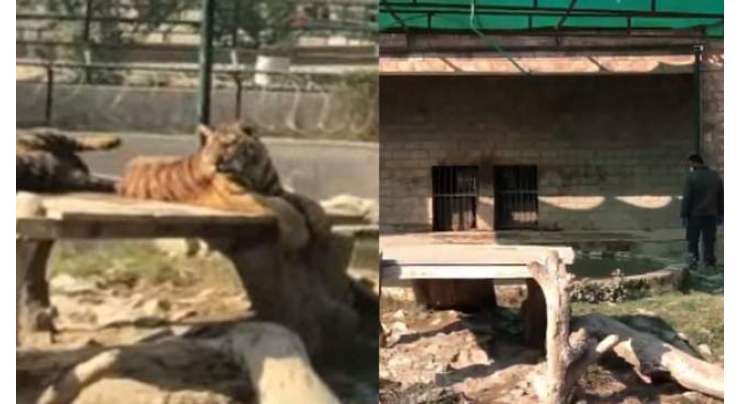 بہاولپورچڑیا گھر، شیروں نے شہری کی گردن کو بری طرح نوچ ڈالا تھا ، شیرکے پنجرے سے ملی لاش کی پوسٹمارٹم رپورٹ سامنے آ گئی
