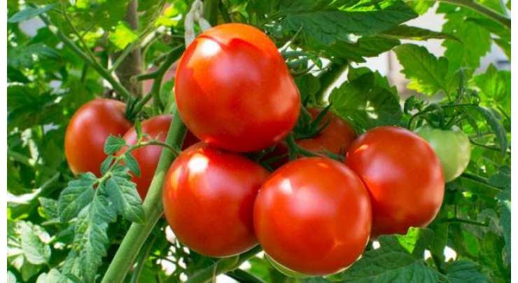 محکمہ زراعت کا ٹماٹرکے کاشتکاروں کوآبپاشی میں احتیاط برتنے کامشورہ