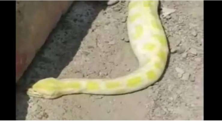 مدینہ منورہ کی سڑک پر بڑے سانپ کو دیکھ کر لوگ حیرت زدہ رہ گئے
