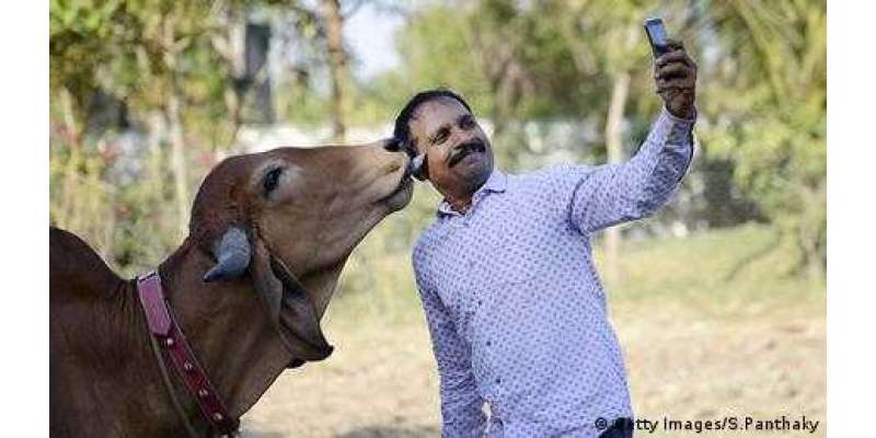 بھارت میں ویلنٹائن ڈے پر گائے کو گلے لگانے کی تلقین