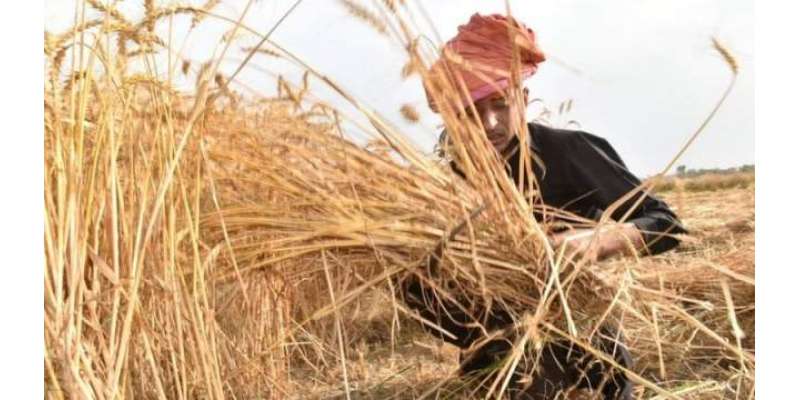 کسانوں کا آئندہ سال گندم کی فصل کاشت نہ کرنے کا عندیہ