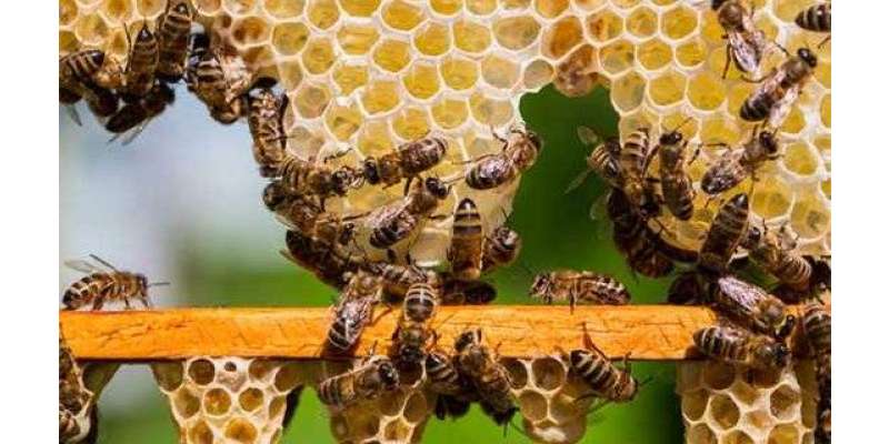 پاکستان سمیت دنیا بھر میں شہد کی مکھیوں کا عالمی دن 20مئی کو منایا جائے ..