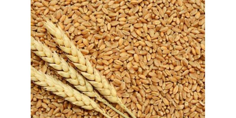 کاشتکاروں سے 44 ہزار 783 میٹرک گندم کی خریداری کا ہدف مقررکیا گیا ہے، ..