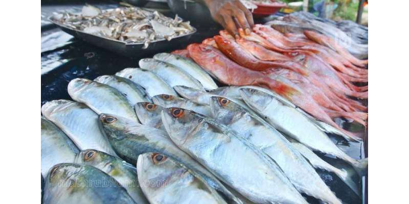 پاکستان میں فارمی مچھلی کے برعکس دریائی مچھلی کی مانگ میں زبردست اضافہ ..