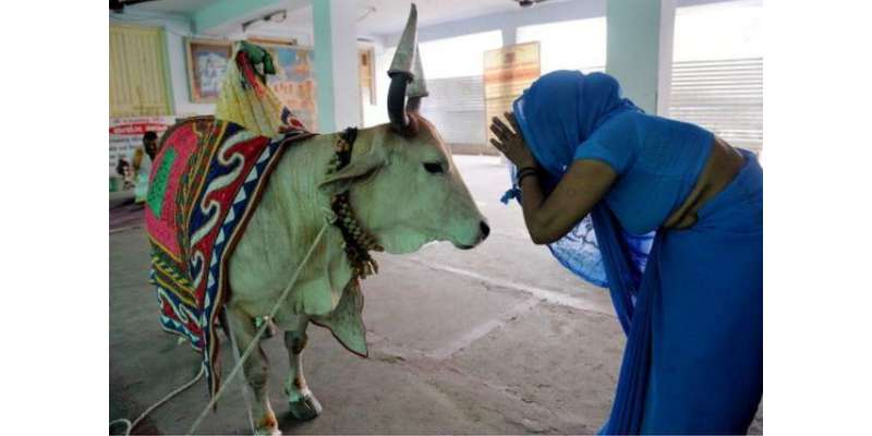 بھارتی جج نے گائے کی حفاظت کی عجیب منطق پیش کردی