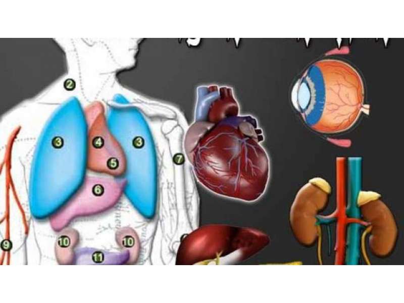 Трансплантация органов человека. Трансплантация органов и тканей человека. Донорство органов и тканей.