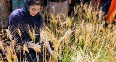 گندم کٹائی مہم کا افتتاح، مریم نواز نے گندم کی کچی فصل ہی کاٹ دی