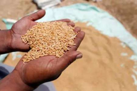 بیرون ممالک سے کیڑوں والی گندم امپورٹ کیے جانے کا انکشاف