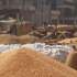 خیبرپختونخواہ حکومت کا پنجاب کے کسانوں سے گندم خریدنے کا فیصلہ