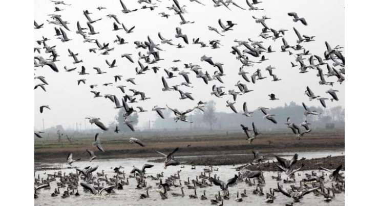 ملک  بھرمیں ہجرت کرنے والے پرندوں کا عالمی دن 13مئی کو منایاجائے گا