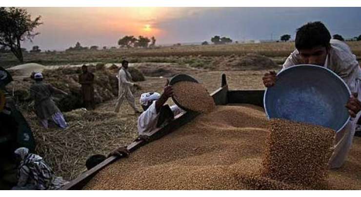 جب تک پنجاب حکومت گندم نہیں خریدے گی مسئلہ حل نہیں ہوسکتا