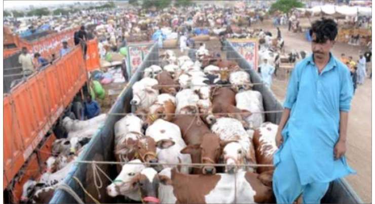 کراچی کی مویشی منڈی میں 30 ہزار سے زائد مویشی پہنچ گئے