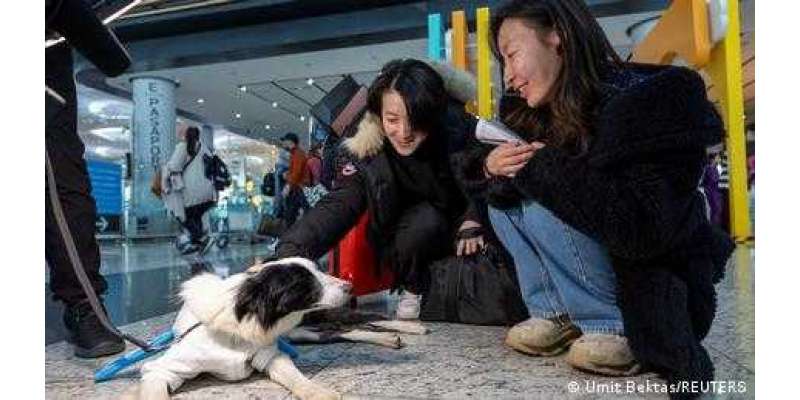 استبول ایئرپورٹ پر مسافروں کی تھراپی کے لیے کتے تعینات