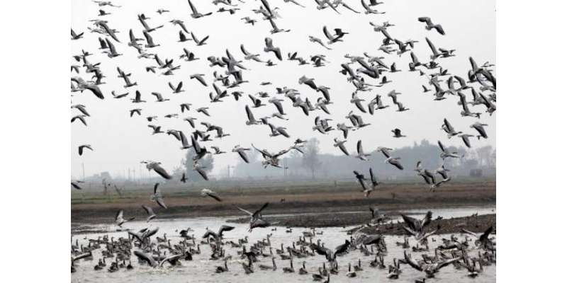 ملک  بھرمیں ہجرت کرنے والے پرندوں کا عالمی دن 13مئی کو منایاجائے گا