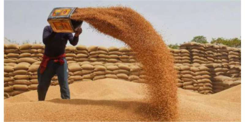 خیبرپختونخواہ حکومت نے پنجاب کے کسانوں سے گندم کی خریداری شروع کر دی