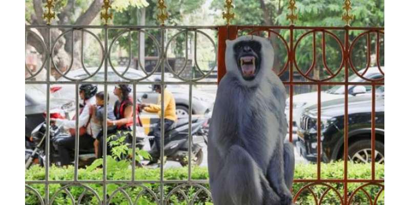 بھارت میں بندر نے 3 بینک ملازمین کی جان لے لی