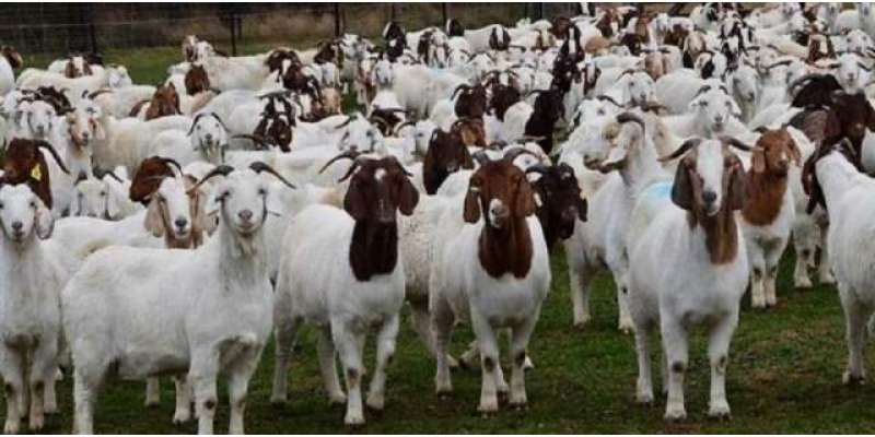اٹلی، بکریوں کی بڑھتی تعداد سے نمٹنے کیلئے حکومت کا انوکھا طریقہ